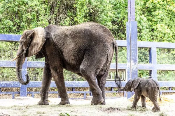 Disney’s Animal Kingdom da la Bienvenida a un nuevo Habitante